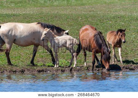Mares With Their Foals On The Shore Of The Pond. Horses At The Watering Place. Bashkiria.