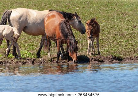 Mares With Their Foals On The Shore Of The Pond. Horses At The Watering Place. Bashkiria.