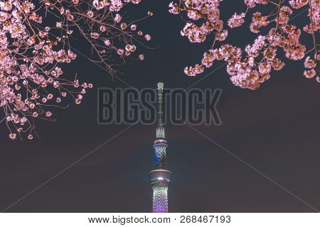 Tokyo, Japan - March 29, 2018: Tokyo Skytree Tower With Cherry Blossoms In Full Bloom At Sumida Park