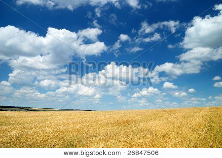 Campo Wheaten e o céu escuro