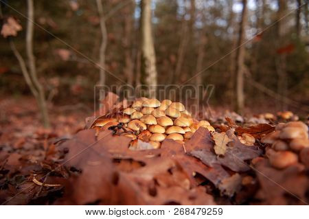 Close-up Of A Group Of Mushrooms In A Forest Near Hooghalen, The Netherlands