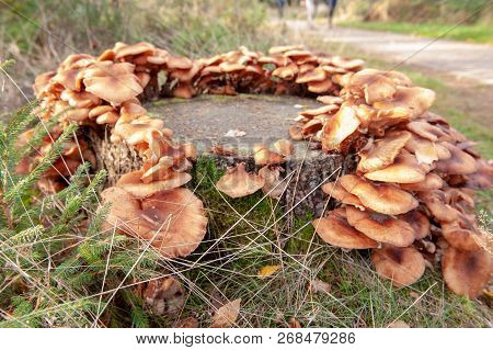 Close-up Of A Group Of Mushrooms In A Forest Near Hooghalen, The Netherlands