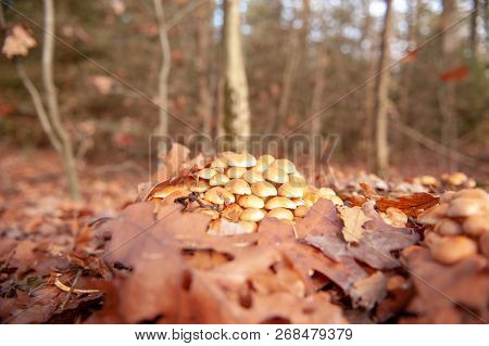 Close-up Of A Group Of Mushrooms In A Forest Near Hooghalen, The Netherlands