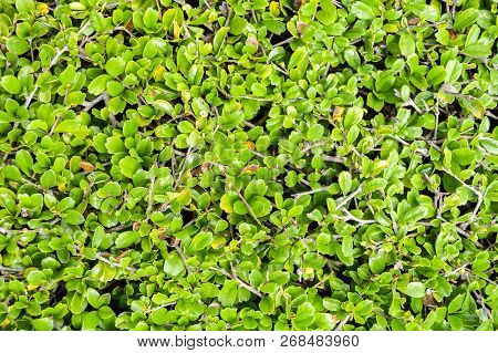 Fresh Green Carmona Retusa Plant In Nature Garden