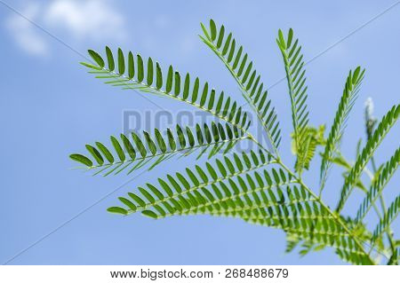Fresh Green Luffa Cylindrica Plant In Nature Garden