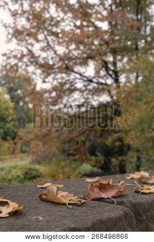 Loneliness Concept - Autumn Fall Maple Leaf Selective Focus Copy Space Solitude Depression New Start