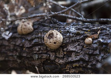 Mushrooms On A Tree Grow In The Pleasure