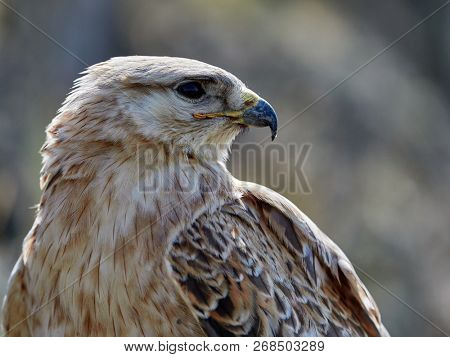 kite resting on rock (buteo rufinus)