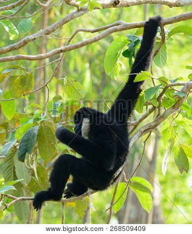 Beautiful White-cheeked Gibbon (hylobates Concolor) Sitting On Branch