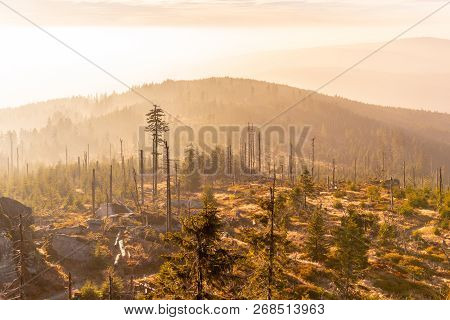 Devasted Forest In Caues Of Bark Beetle Infestation. Sumava National Park And Bavarian Forest, Czech