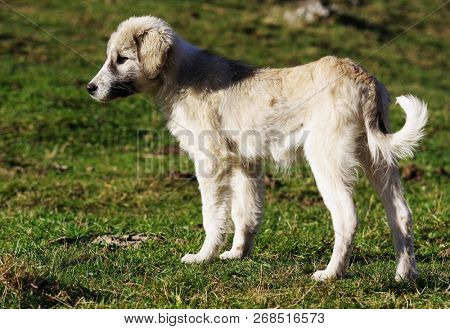Romanian shepherd dog