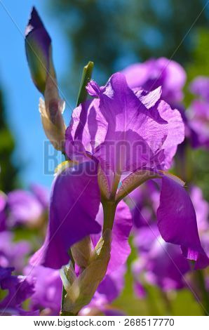 Violet Blue Flowers Of Wild Iris, Covered With Drops Of Summer Rain, On A Green Background