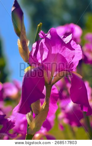 Violet Blue Flowers Of Wild Iris, Covered With Drops Of Summer Rain, On A Green Background