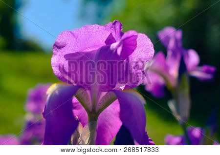 Violet Blue Flowers Of Wild Iris, Covered With Drops Of Summer Rain, On A Green Background