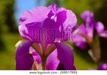 Violet Blue Flowers Of Wild Iris, Covered With Drops Of Summer Rain, On A Green Background
