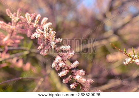 Branch Of A Pink Tamarix Blooming On A Turquoise Background
