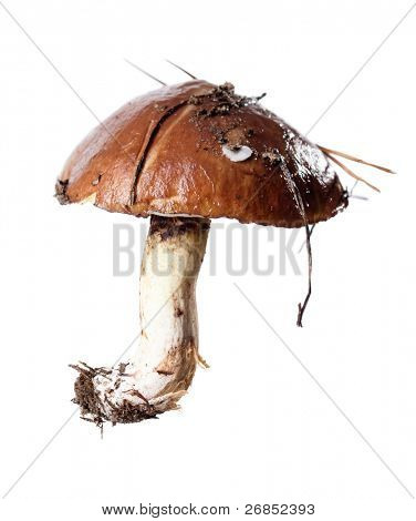Suillus fresco isolato on white background