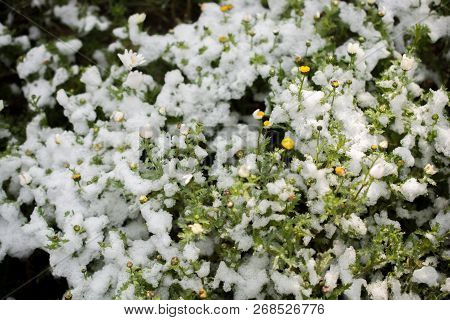 Early Flowers Oof The Spring Under Snow In A Garden