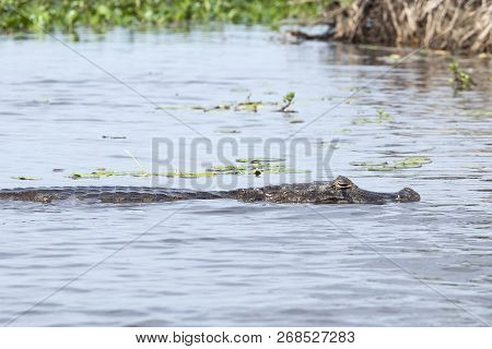 Dark Alligator (caiman Yacare) In Esteros Del Ibera, Argentina.