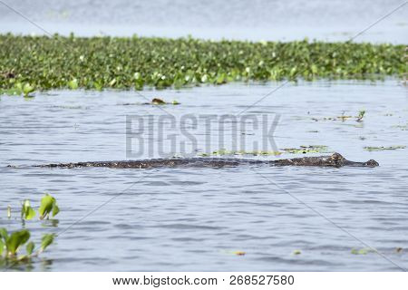 Dark Alligator (caiman Yacare) In Esteros Del Ibera, Argentina.