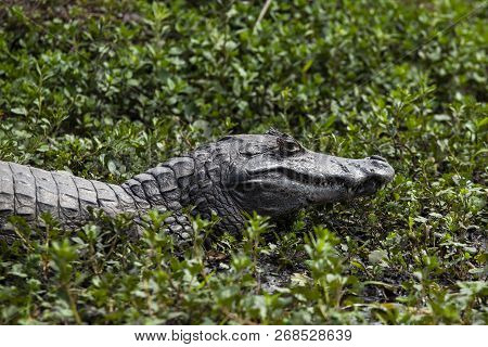 Dark Alligator (caiman Yacare) In Esteros Del Ibera, Argentina.