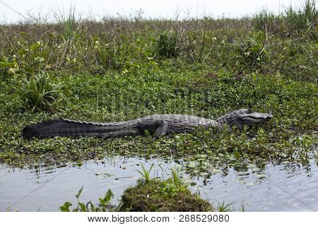 Dark Alligator (caiman Yacare) In Esteros Del Ibera, Argentina.