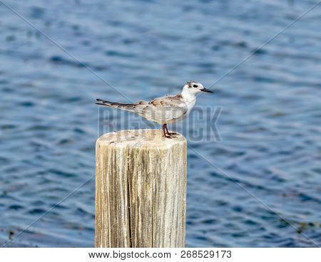 Dunlin Sitting And Looking For Prey On A Tree Stump Sticking Out Of The Water In The Hula Lake Natur