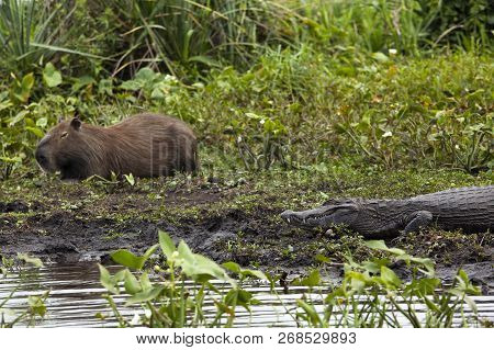 Dark Alligator (caiman Yacare) And Male Capybara In Esteros Del Ibera, Argentina.