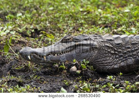 Dark Alligator (caiman Yacare) In Esteros Del Ibera, Argentina.