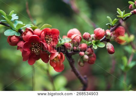 Deep Red Flowering Quince Flowers Bloom On A Branch In An Early Spring Garden.