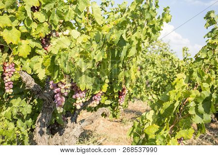 Fresh Organic Grapes Vineyards. Buca / Izmir / Turkey