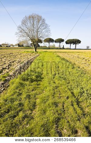 Isolated Plane Tree In A Plowed Field - (tuscany Countryside - Italy)