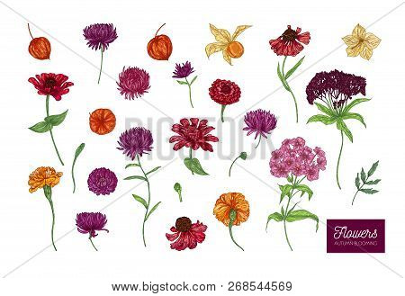 Autumn Vector Blooming Flowers On White Background. Colored Natural Vector Illustration Hand Drawn.d