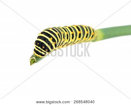 Beautiful Mahaon Caterpillar On Green Branch Isolated On White Background