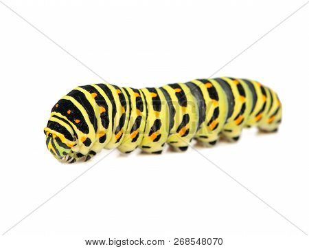 Swallowtail Caterpillar Isolated