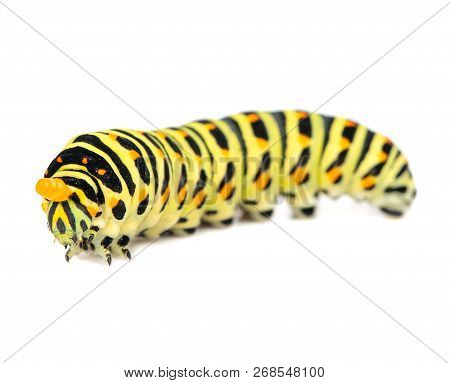 Swallowtail Caterpillar Isolated