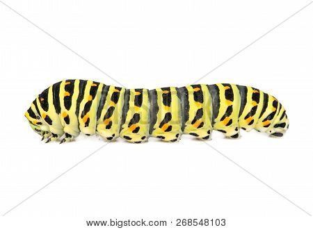 Swallowtail Caterpillar Isolated
