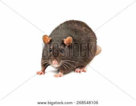 Grey Rat Isolated
