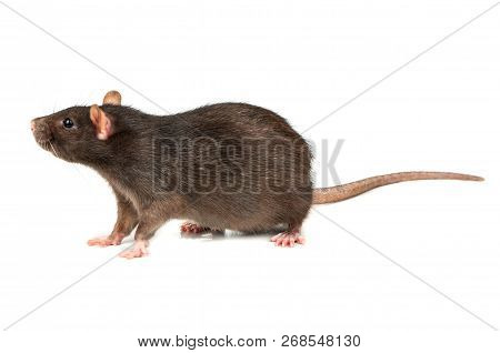 Grey Rat Isolated