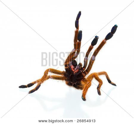 riesige aggressive Spinne, isoliert auf weiss