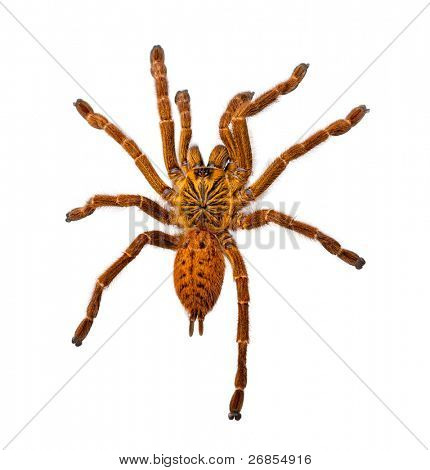 riesige behaarte orange Spinne, isoliert auf weiss