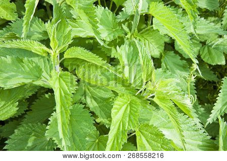Nettles Background - Fresh Stinging Nettle Backgrounds