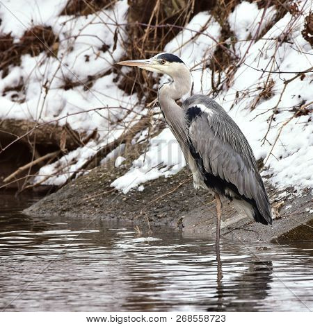 Grey Heron Fishing On Particulary Frozen Brook