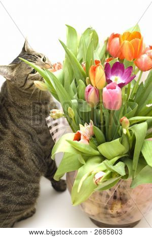 Cats lempiä tulppaanit