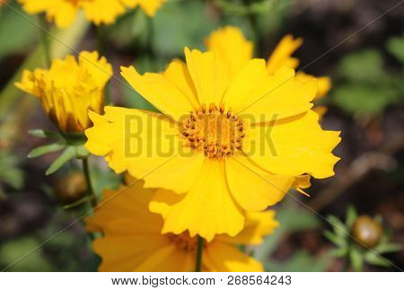The Bright Vibrant Yellow Flower Of A Coreopsis Plant Also Known As Tickseed.