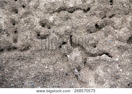 Ants Run In Ant Hill. Ants Fussing Around In Holes Of Anthill