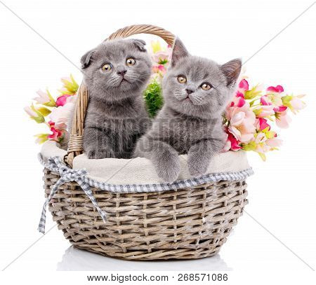 Scottish Straight And Scottish Fold Kittens. Cats With Decorations