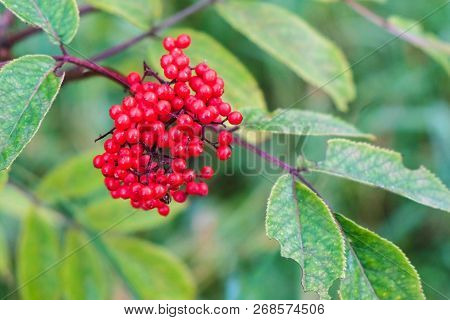 Shrub With A Bunch Of Red Wild Berries.