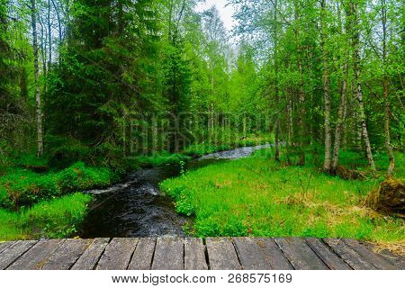 Stream And Forest Along The Rykimakero Trail, In Pyha-luosto National Park, Lapland, Finland