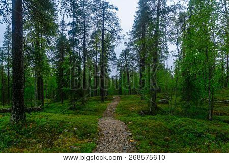 Footpath And Forest Along The Rykimakero Trail, In Pyha-luosto National Park, Lapland, Finland